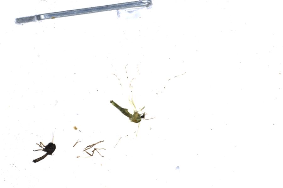 Image 15